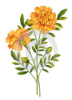 Marigold Flowers Vector