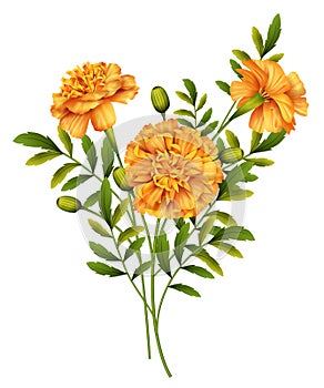 Marigold Flowers Vector