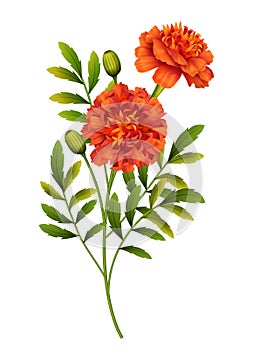 Marigold Flowers Vector photo