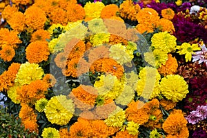 Marigold flowers of yellow and orange color are kept together in flower market. Very popular flower in india for decoration