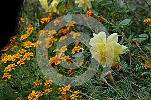 Marigold Flowers and Yellow Roses