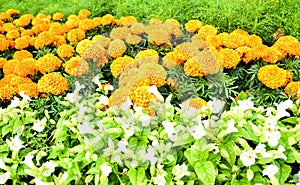 Marigold garden