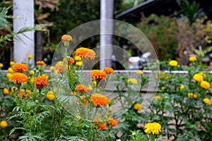 The marigold in the garden photo