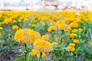 Marigold garden
