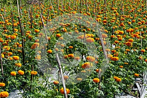 Marigold garden in Karangasem Bali
