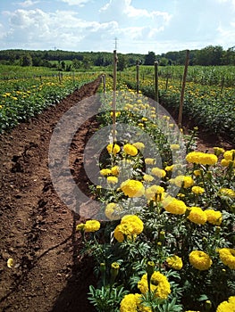 Marigold garden thai