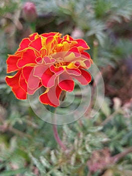 Marigold Genda Ka red yellow