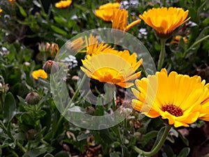 Marigold gold flowers Fae exist