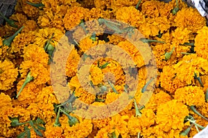 Marigold heads for sale used for Hindu Puja/holy ceremonies photo