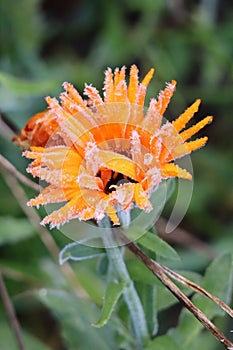 Marigold with Hoarfrost