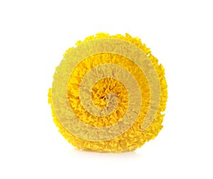 Marigold is isolated on a white background