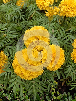 Marigold on leaf in bkk photo
