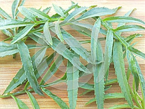 Marigold leaves background