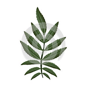 Marigold leaves on a white background.