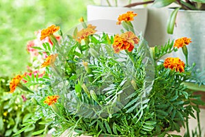 Marigold lush green bush in a flowerpot