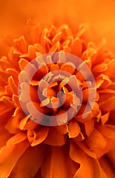 Marigold macro orange textured flower as background