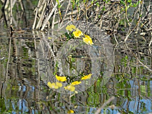 Marigold is the most common plant