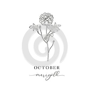 Marigold, October. Hand drawn birth flowers, Vector Graphics.