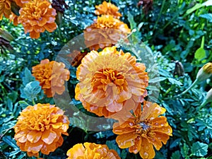 Marigold orange flowers after rain close-up. Celebration. The day of the Dead. Mexico. Decoration.