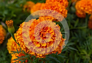 Marigold orange Flowers or Tagetes Marigolds or Ganda