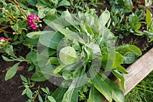 marigold plant forming flower to germinate in spring. marigold flower, marigold plant in the backyard garden