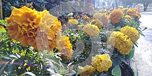 Marigold plants pcsir Pakistan Lahore  or perennial, mostly herbaceous plants in the sunflower family. It was described as a