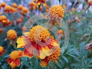 marigold