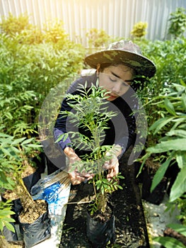 Marigold with relax gardening,morning with woman planter in marigold garden