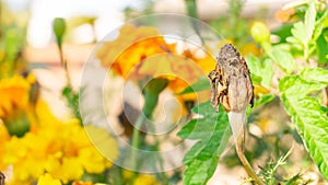 Marigold seed pod dried up on the flower head after being pollinated and ready for harvesting and seed saving for companion