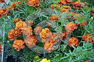 Marigold shrub close up. Garden flower for the garden. Herbaceous plant with bright double flowers to decorate the garden flower