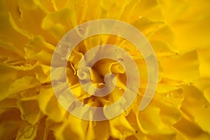 Marigold signet flower macro photo. orrange flower.