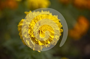 Marigold signet flower macro photo.