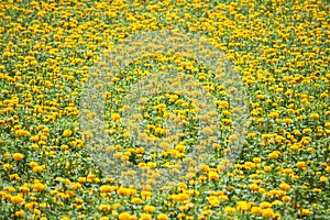 Marigold ( Tagetes erecta) flower field