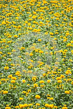 Marigold ( Tagetes erecta) flower field