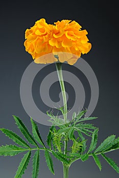 Marigold (Tagetes Erecta) Flower on Gray Background