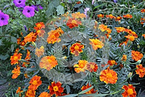 Marigold. Tagetes erecta. Flowering herb. Orange flowers