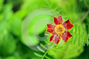 Marigold (Tagetes) Flower
