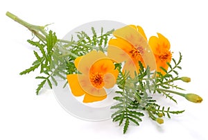 Marigold (Tagetes) Flowers photo