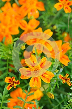 Marigold (Tagetes) Flowers photo