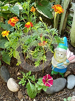 Marigold Tagetes orange red yellow and Petunia damorqueen small rock garden with garden gnome against wood fence