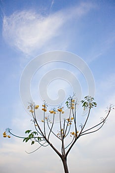 Marigold tree in the blue sky
