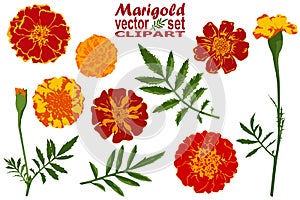 Marigold vector set