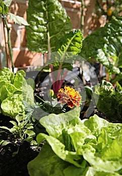 Marigold in a Vegetable Garden