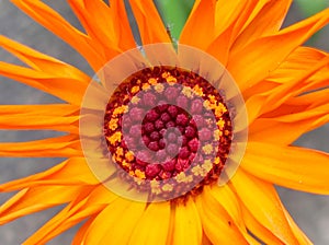 Marigold vibrant orange colored overblown on my balcony in late november in macro view