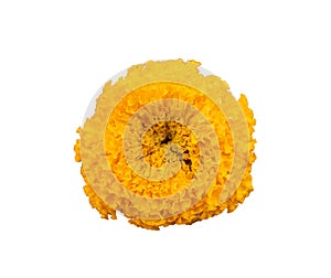 Marigold,yellow flower,marigold tree,orange marigold,flowers,marigold petals