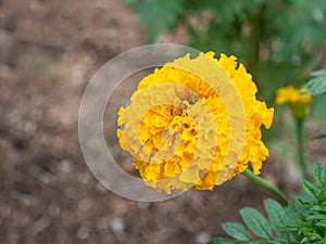 Marigold,yellow flower,marigold tree,orange marigold,flowers,marigold petals