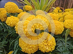 Marigold " yellow flower " Thai flower