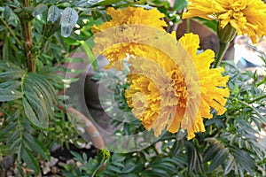 Marigold yellow flowers. Beautiful in the garden