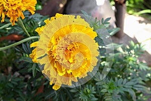 Marigold yellow flowers. Beautiful in the garden