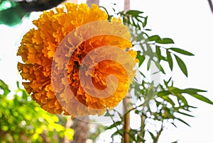 Marigold yellow flowers. Beautiful in the garden